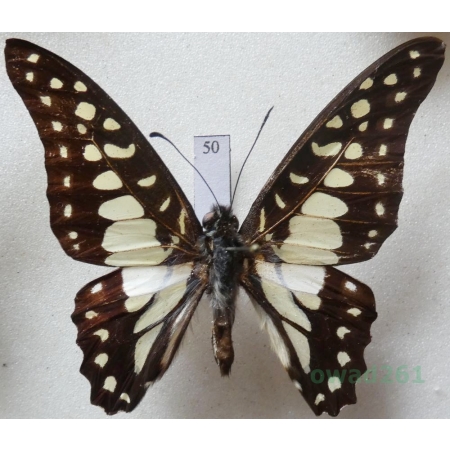 Graphium bathycles (Zinken-Sommer, 1831) Indonsia, Sulawesi 57mm50